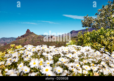 Camomille au pied de la Roque Bentayga, Gran Canaria, Îles Canaries, Espagne Banque D'Images