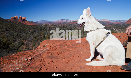 Berger Allemand blanc à Little Bell, avec vue de Cathedral Rock dans Sedona en distance Banque D'Images