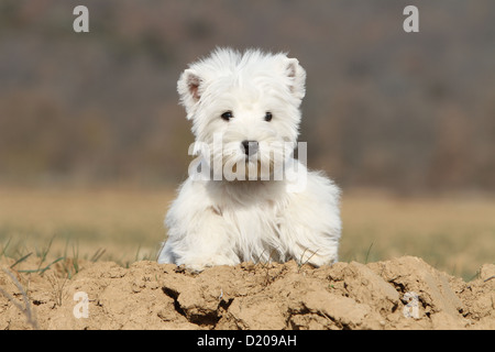 Chien West Highland White Terrier Westie / jeunes assis Banque D'Images