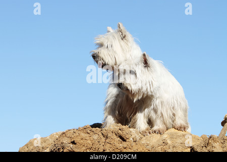 Chien West Highland White Terrier Westie / deux adultes assis Banque D'Images
