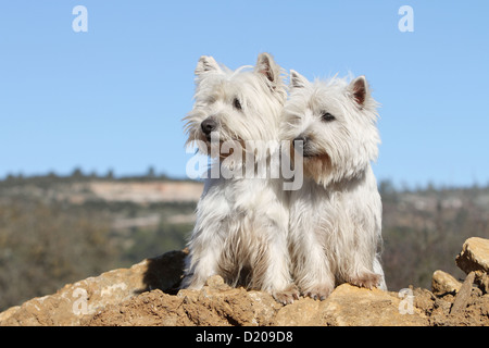 Chien West Highland White Terrier Westie / deux adultes assis sur le sol Banque D'Images