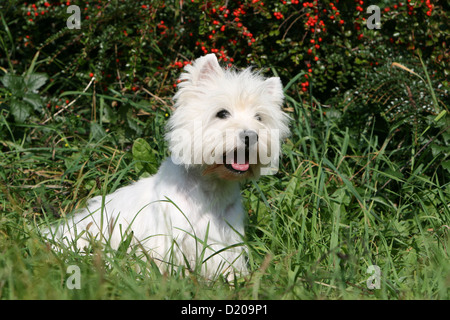 Chien West Highland White Terrier Westie / séance adultes dans l'herbe Banque D'Images