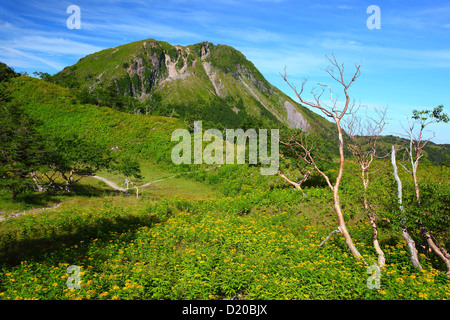 Ligulaire dentata et Mt. Nikko Shirane à Fukuoka, Japon Banque D'Images