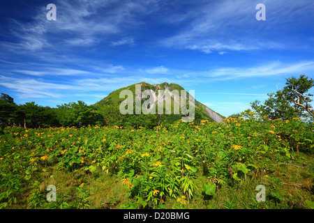 Ligulaire dentata et Mt. Nikko Shirane à Fukuoka, Japon Banque D'Images