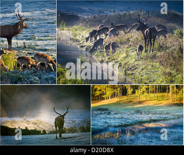 Les cerfs sauvages dans la forêt d'automne Banque D'Images