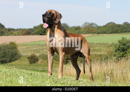 Dogue Allemand chien / Deutsche Dogue fauve adultes debout Banque D'Images