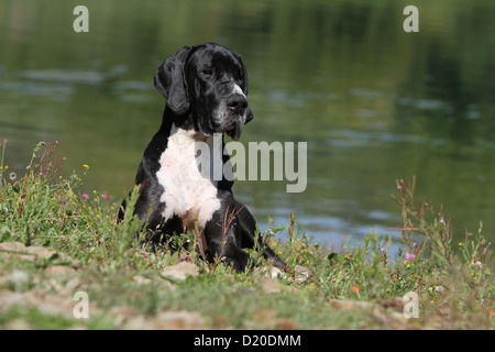 Dogue Allemand chien / Deutsche Dogue noir adultes située à côté d'un lac Banque D'Images