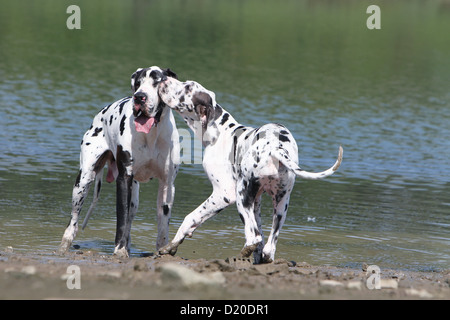 Dogue Allemand chien / Deutsche Dogue adulte et chiot adorable en arlequin Banque D'Images