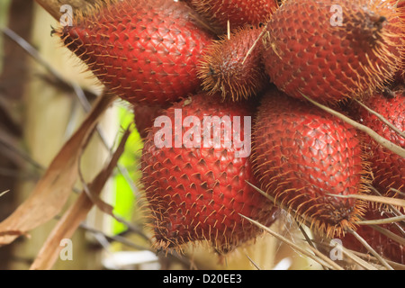 Zalacca (fruits exotiques) sur les ventes dans le marché thaïlandais Banque D'Images