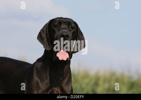 Dogue Allemand chien / Deutsche Dogue noir portrait adultes Banque D'Images