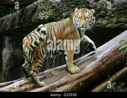 Environ un ans et demi tigre de Sibérie Ahimsa est photographié après une baignade dans le fossé de l'eau de son boîtier extérieur au zoo de Duisburg, Allemagne, 07 janvier 2013. Photo : Roland Weihrauch Banque D'Images