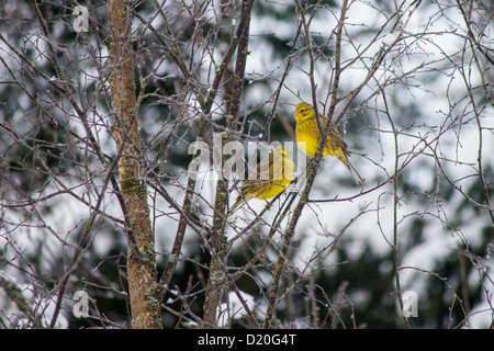 (Emberiza citrinella Yellowhammer l) Banque D'Images