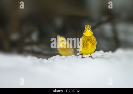 (Emberiza citrinella Yellowhammer l) Banque D'Images