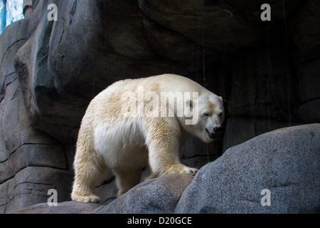 L'ours polaire (Ursus maritimus). Banque D'Images