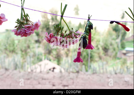 Les femmes d'un village dans la cordillère des Andes ont formé une coopérative et produire des ceintures, sacs, vêtements, qu'ils vendent aux touristes. Ong Plan fournit la formation et les matériaux, les métiers à tisser et machines à coudre. Les bénéfices sont répartis à 50  % de la communauté, 50 % de la femme individuelle Banque D'Images