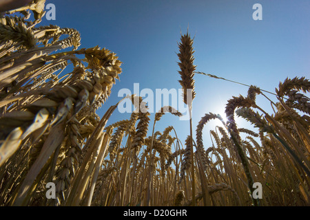 Close-up, champ de blé, Nidderau, Hesse, Germany, Europe Banque D'Images