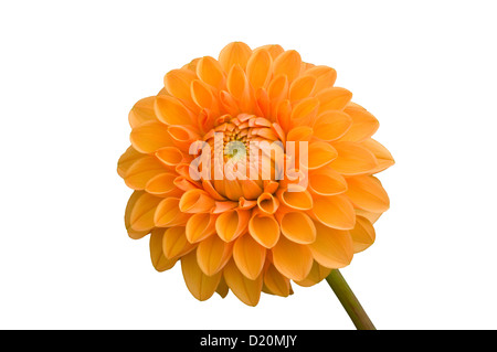 Vivace tubéreuse Orange Dahlia 'Sylvia' Ball Banque D'Images