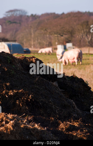 Tas de fumier sur la ferme porcine Banque D'Images