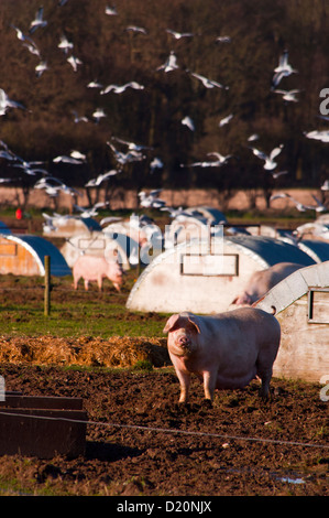 Grand champ de porcs et les ark sur free range pig farm Banque D'Images