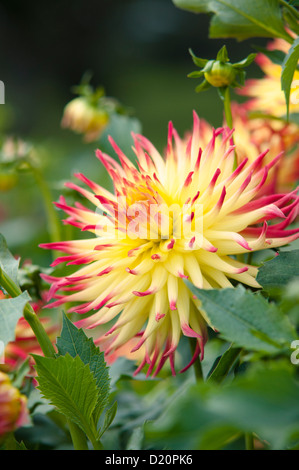 JESSICA DE DAHLIA Banque D'Images