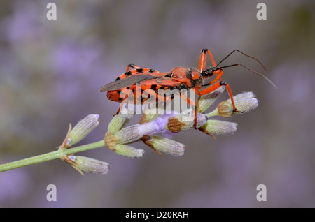 Macro de noir et rouge (Rhynocoris iracundus assassin bug) sur fleur de lavande Banque D'Images