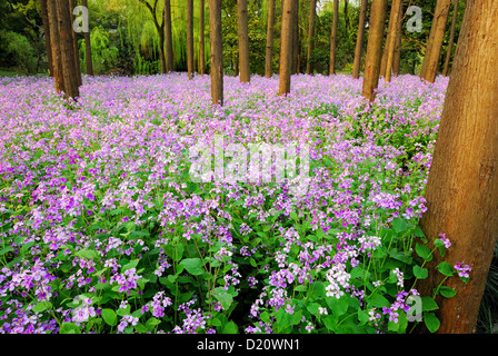 Piscine nature paysage paysages de forêts profondes entouré par des fleurs de couleur pourpre. Banque D'Images
