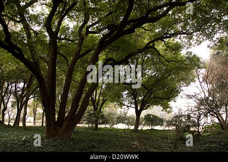 Jardin Classique, Chambre de Luxe, Changning District, Shanghai, Chine Banque D'Images