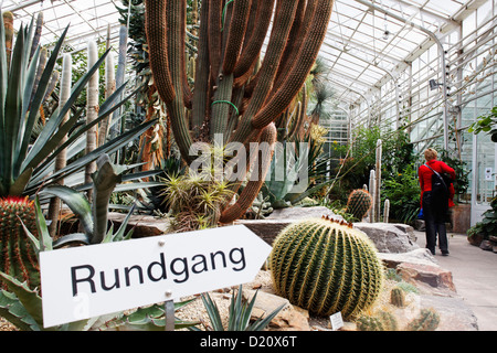 Cactus au tropical green house du jardin botanique, Munich, Haute-Bavière, Bavaria, Germany, Europe Banque D'Images