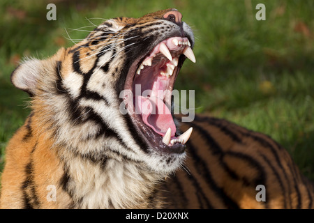 Tigre de Sumatra le bâillement Banque D'Images