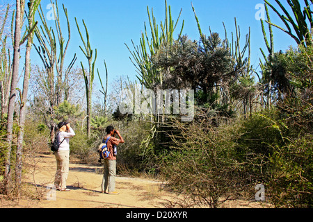 Parmi les touristes dans les arbres pieuvres dans la Forêt épineuse malgache, le sud de Madagascar Banque D'Images