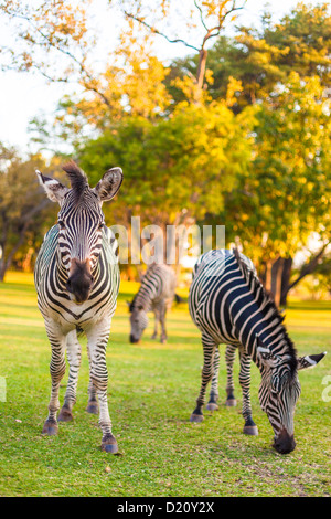 Zèbre des plaines (Equus quagga), Afrique du Sud Banque D'Images