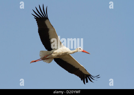 Cigogne Blanche (Ciconia ciconia) en vol Banque D'Images