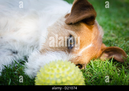 Parson Jack Russell Terrier Banque D'Images