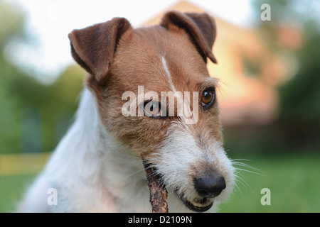 Jack Russell Terrier Dog Chewing Banque D'Images