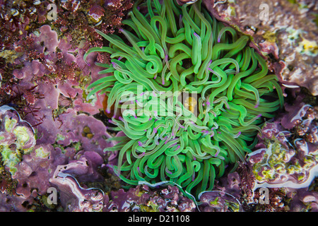 Anemone, Playa del Silencio, Cudillero, Asturias, Espagne verte, Espagne Banque D'Images