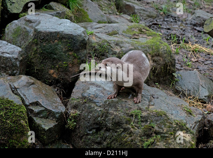 Courte asiatique-GRIFFÉ OTTER OU CENDRÉES ORIENTAL OTTER. Aonyx cinerea Banque D'Images