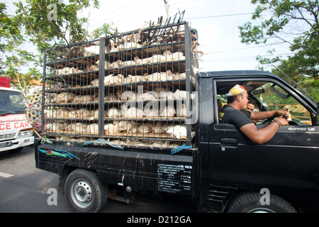 BALI - 29 janvier. Transport de poulets par ramassage sur Janvier 29, 2012 à Bali, Indonésie. Banque D'Images