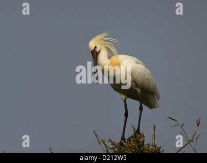 Spatule blanche Banque D'Images