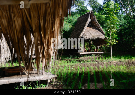 Architecture traditionnelle bambou Gazebo Sundanais, avec rizières le toit était fait de feuilles d'un cocotier. Banque D'Images