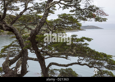 Arbre au lac Roca à Tierra del Fuego National Park, près de Ushuaia, Tierra del Fuego, Patagonie, Argentine, Amérique du Sud Banque D'Images