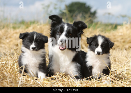 Border Collie chien adulte et deux chiots noir et blanc couché dans la paille Banque D'Images