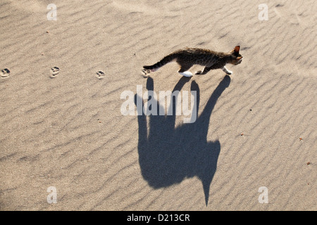 Jeune chat domestique fonctionnant dans le sable sur la plage, côte lycienne, Turquie Banque D'Images