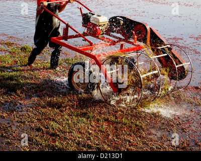 Un homme portant des cuissardes pousse une récolteuse de tambour de l'eau à travers un marais de canneberge. Banque D'Images