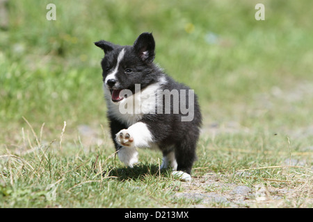 Chien chiot Border Collie noir et blanc tournant Banque D'Images