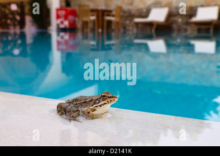 Grenouille sur le bord d'une piscine, Marsh Frog, Rana ridibunda, Cirali, côte lycienne, Mer Méditerranée, Turquie, Asie Banque D'Images