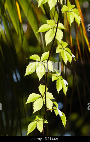Vigne commune, Parthenocissus quinquefolia, Turquie, Asie Banque D'Images
