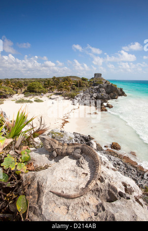 Un iguane de détente sur un rocher surplombant la plage, vue sur les bâtiments de la Maya ruines de Tulum, Tulum, Riviera Banque D'Images