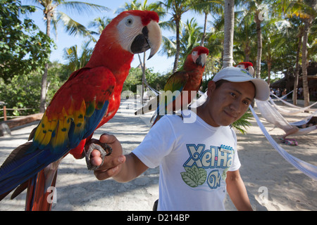 Homme avec Ara, Ara macao, perroquets au parc aquatique de Xel-Ha, Tulum, Riviera Maya, Quintana Roo, Mexique Banque D'Images