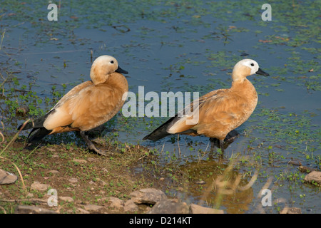 Une paire de shellducks Banque D'Images