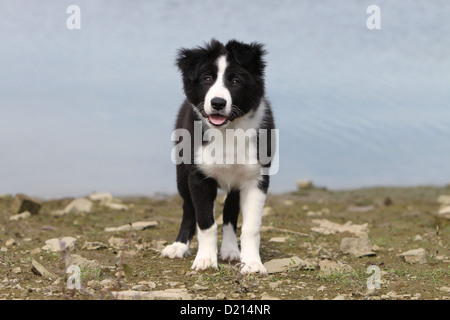 Chien chiot Border Collie noir et blanc debout sur le bord d'un lac Banque D'Images